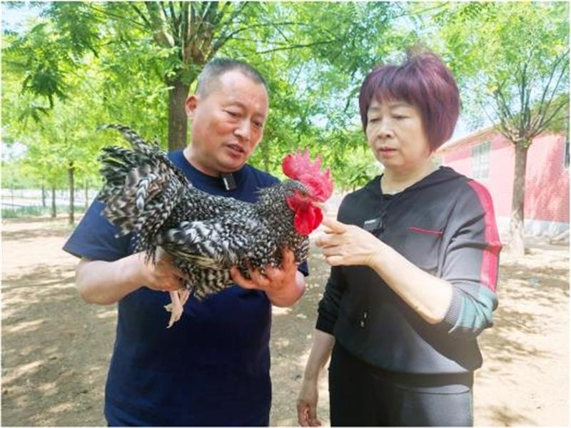 【媒體報(bào)道】口碑老店有一道“汶上蘆花雞”